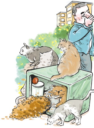 给流浪猫社区“安家”会带来多少问题？智能猫屋现状调查